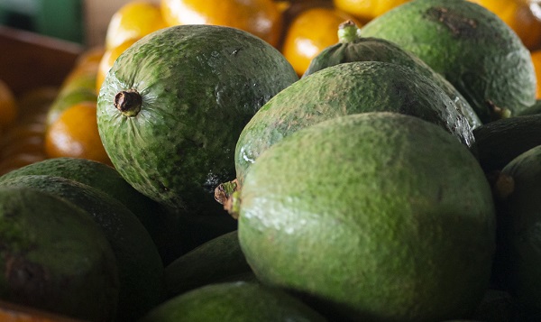 Preço do abacate tem queda neste início de semana na Ceasa em Maracanaú