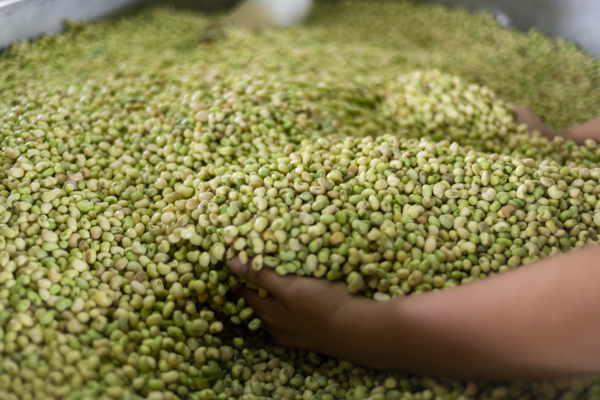 Feijão verde tem queda de 53,8% na Ceasa Cariri