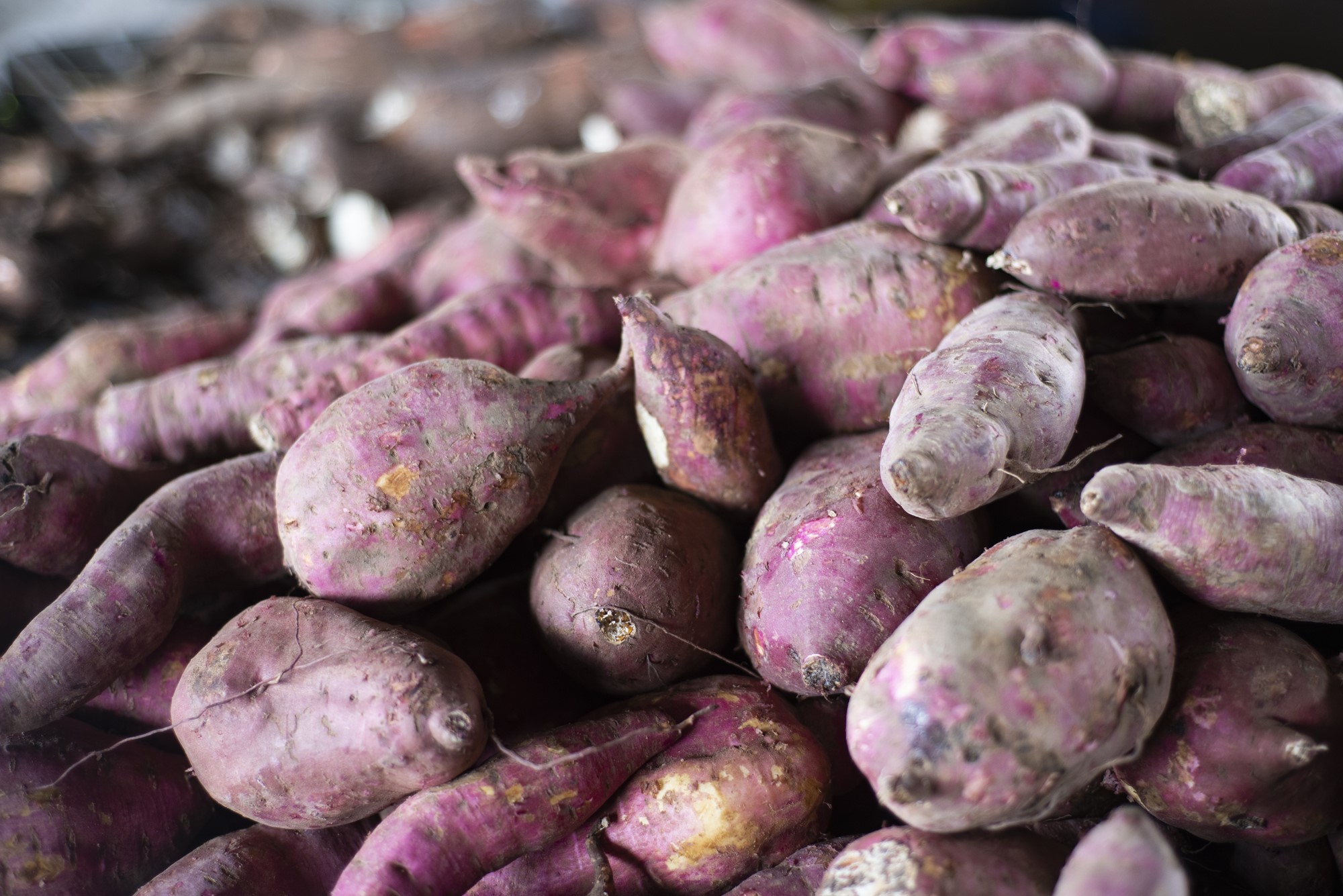 Batata – doce a R$ 2,60/kg na Ceasa em Maracanaú