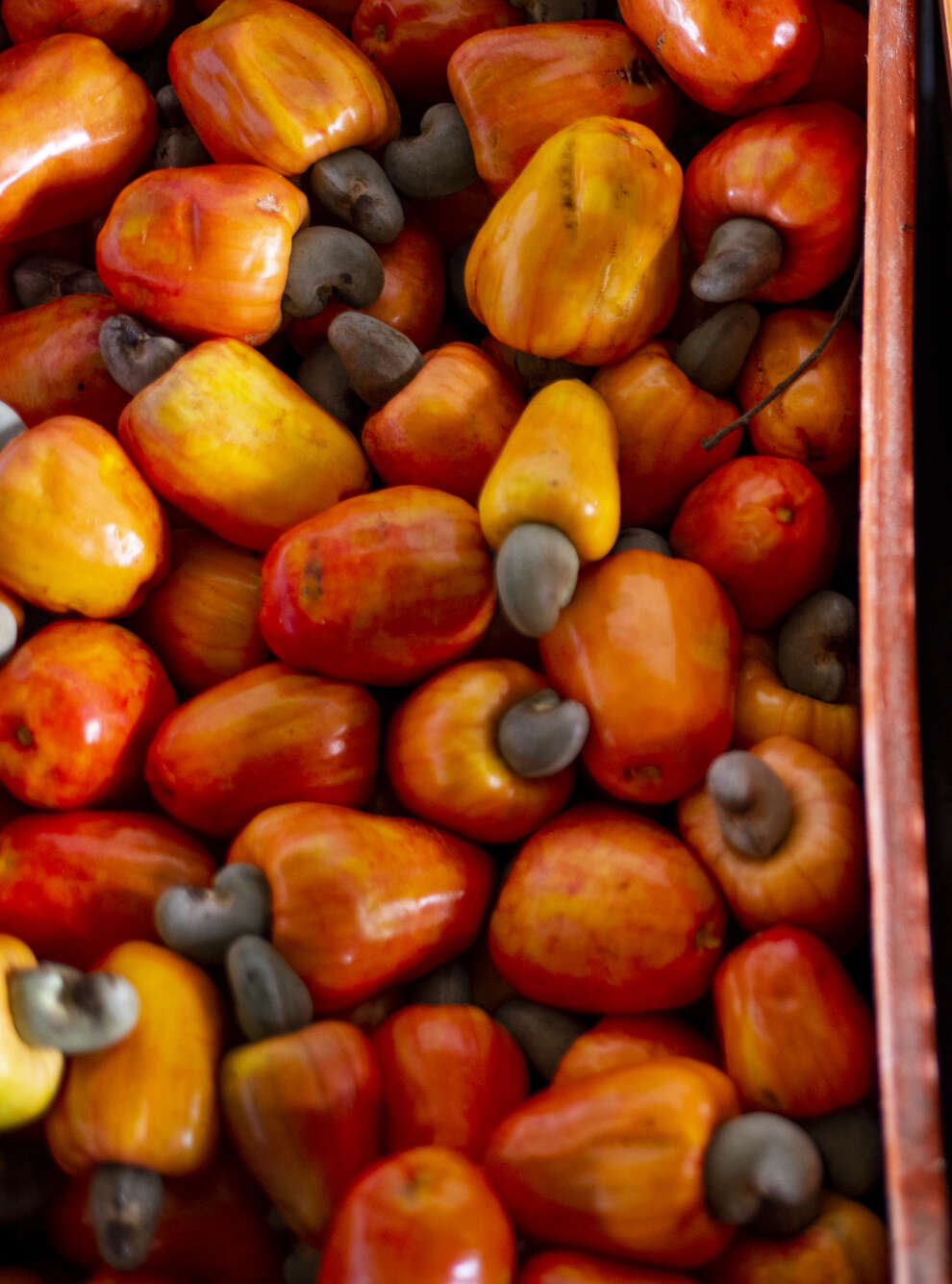 Caju a R$ 4,00/kg na Ceasa em Maracanaú