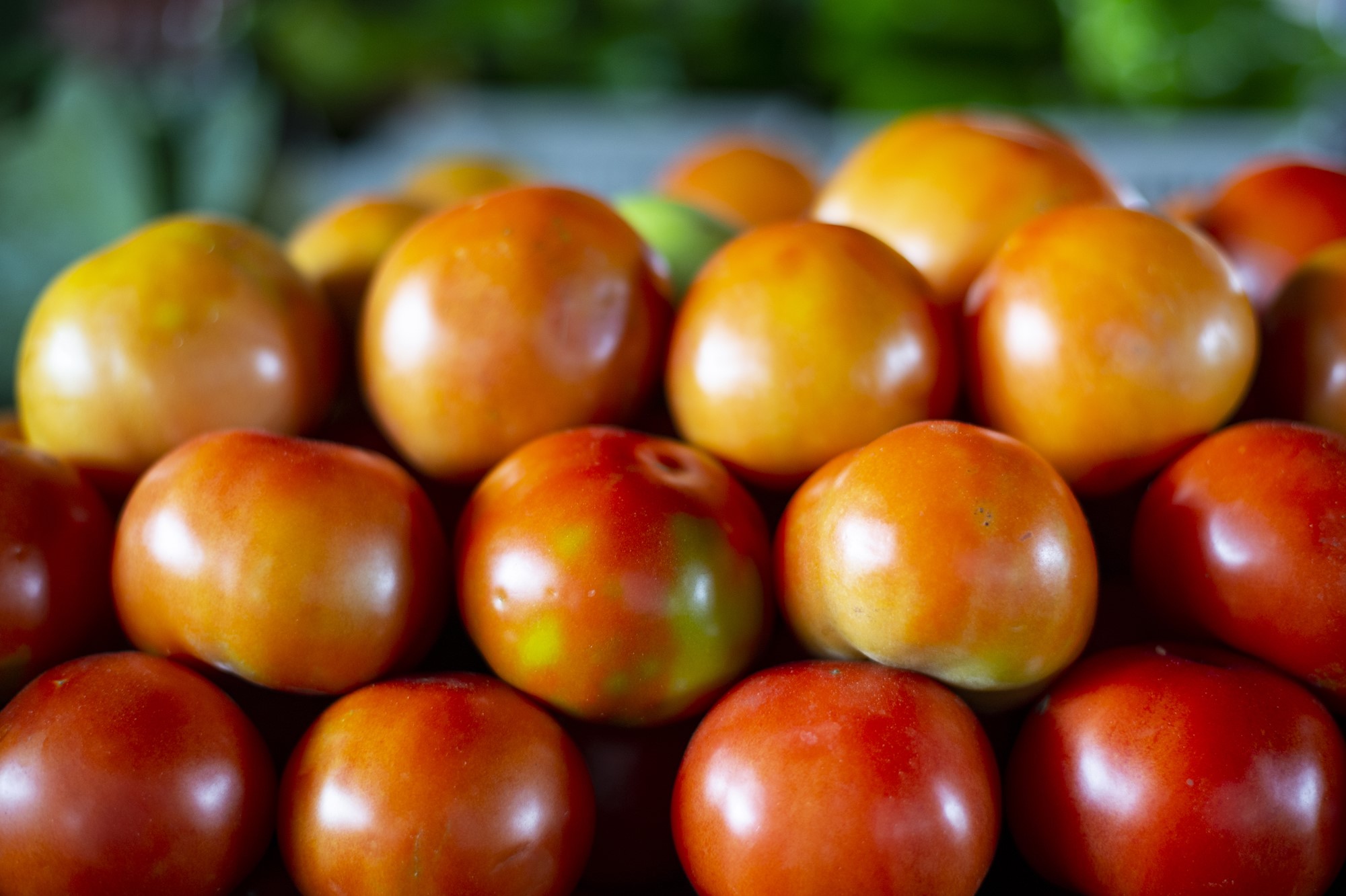 Com boas colheitas, preço do tomate está a R$ 3,20/kg na Ceasa em Maracanaú