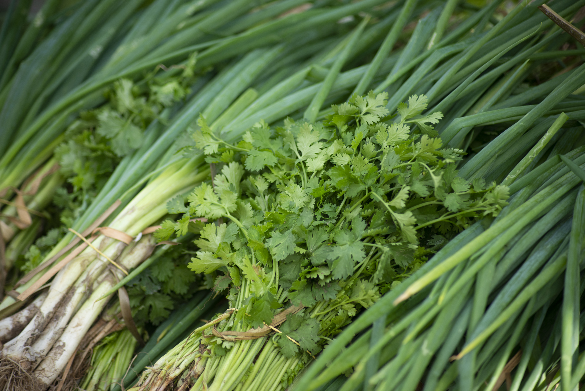 Cheiro-verde: nutritivo, acessível e sempre fresquinho na Ceasa-CE