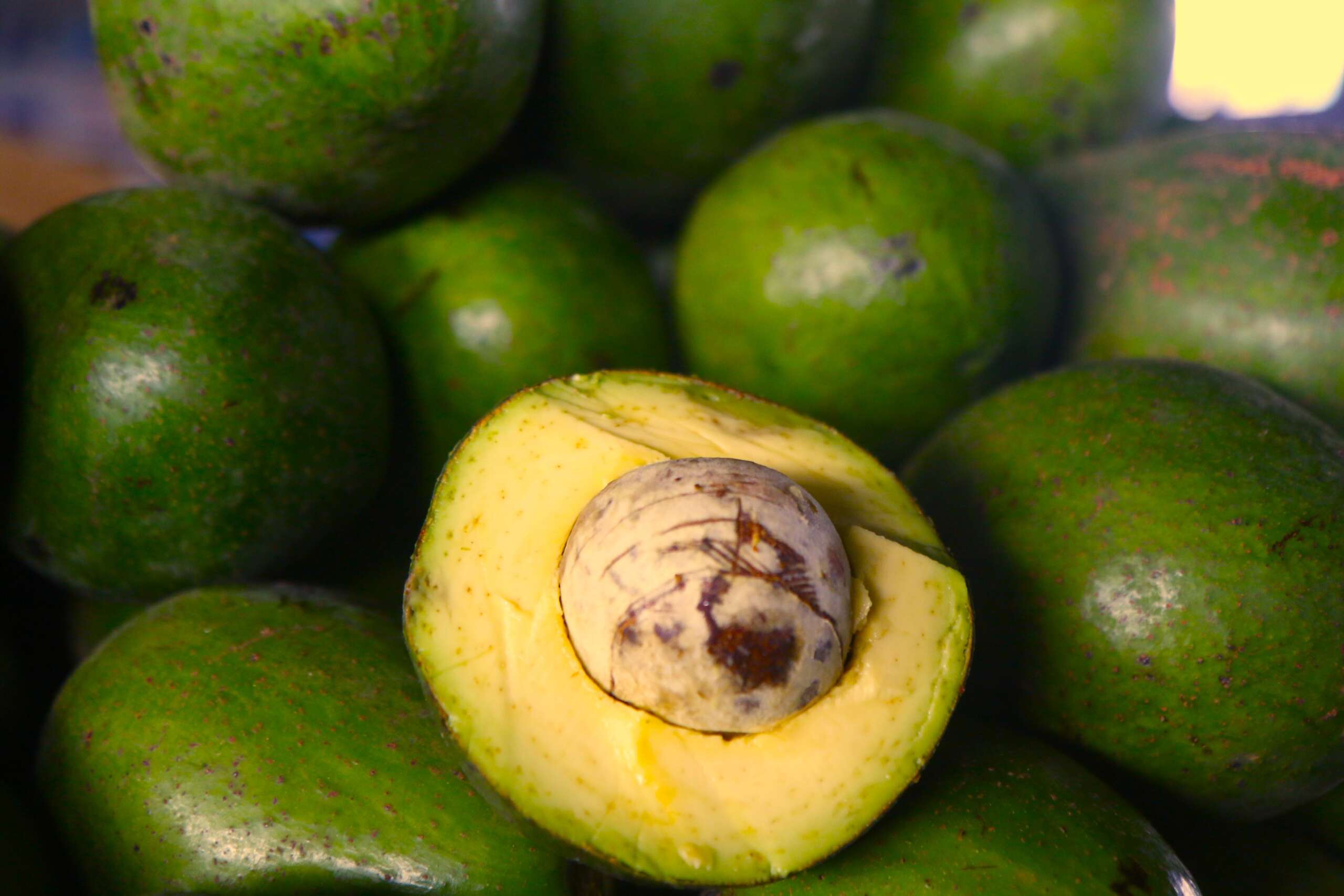 Abacate da Ibiapaba lidera produção e preço declina na Ceasa Tianguá